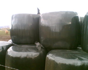 Silage wrapping